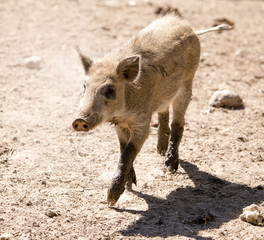 Fototapeta premium Wild boar in the zoo