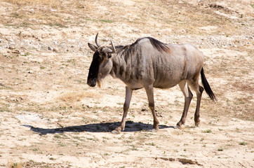 Wildebeest in the park