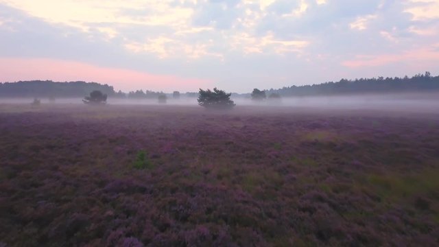 Purple heath in The Netherlands