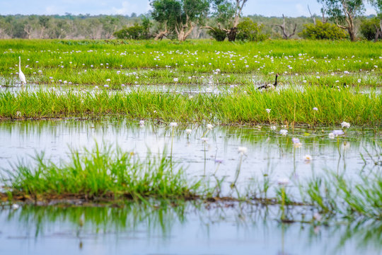Birds, grass and water lilies at Corroboree Billabong in Northern Territory, Australia