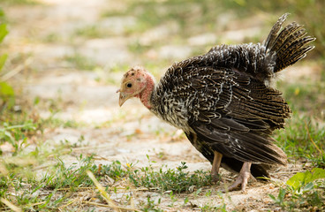 Young turkey on the farm