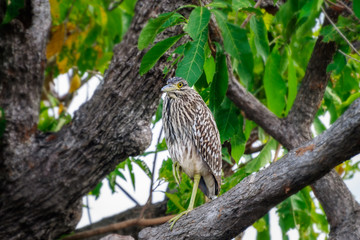 A funny looking bird on a tree branch at Corroboree Billabong, a pristine wetland in Northern Territory, Australia