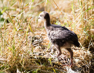 Young turkey on the farm