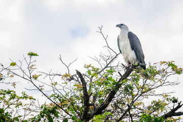 A white bellied sea eagle on top of a tree at Corroboree Billabong in Northern Territory,...