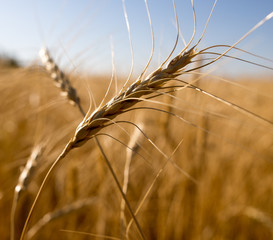 Yellow ears of wheat in a field in nature