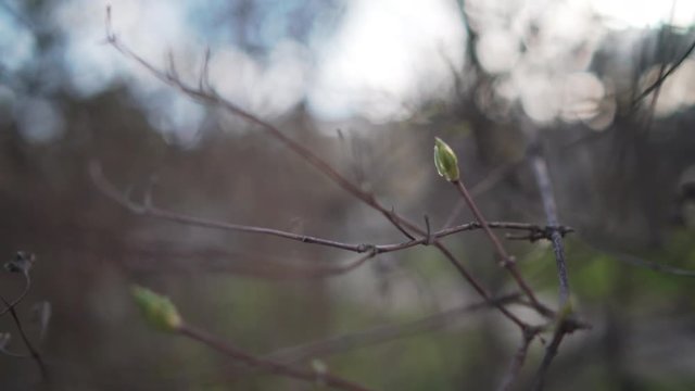 handheld shot of first jasmine buds in spring