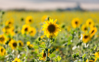 Obraz premium Sunflower flowers grow on nature