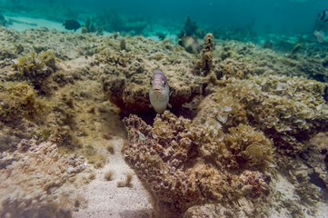 Fisch unterwasser in freier Natur auf Mauritius