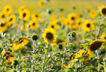 Sunflower flowers grow on nature