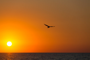 Fototapeta na wymiar Seagull flies over the sea against the background of an orange sunset