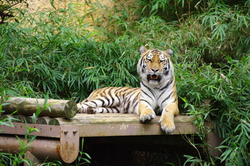 のんびりアムールトラ