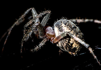 The spider sits on a web on the hunt