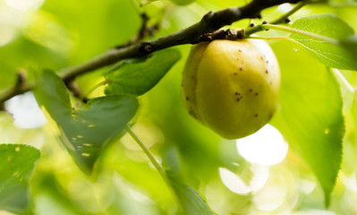 Ripe apricot on a tree branch