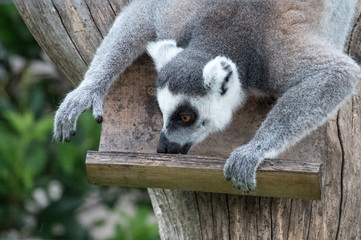 餌を食べるワオキツネザル