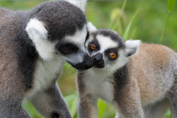 Obraz premium ワオキツネザルの親子