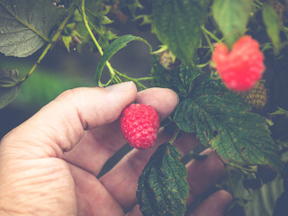 pick your own raspberrys