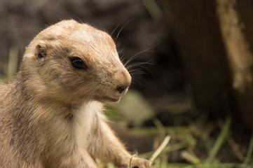 プレーリードッグのアップ