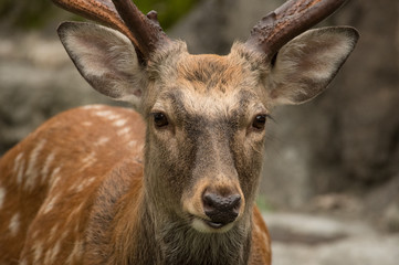 エゾシカの顔