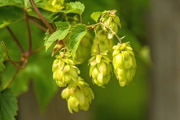 Hopfen, Nahaufnahme der Zapfen