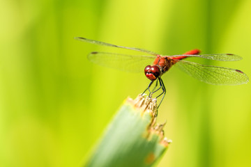Blutrote Heidelibelle,  Sympetrum sanguineum, männlich