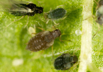 Aphids on a green leaf in nature