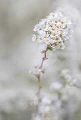 Spierstrauch (Spiraea x vanhouttei)