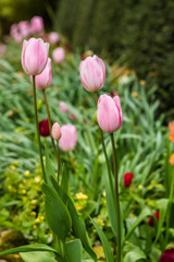 tulip