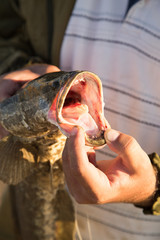 The fisherman caught the fish on a fishing pole