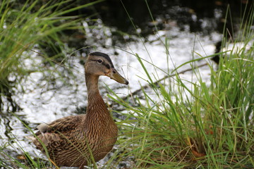  Eine Ente im Pietzmoor 