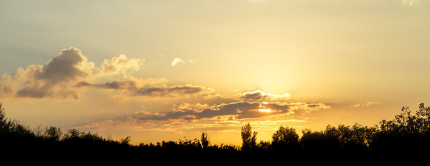 Panorama of the yellow sky at sunset over the silhouettes of trees