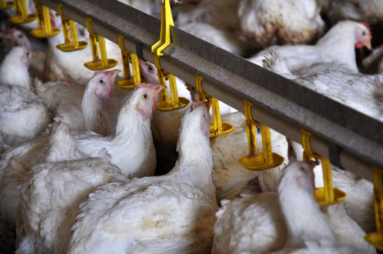 On a modern poultry farm, broilers drink water and take medications for drinking