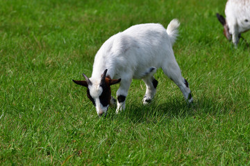 goats grazing the grass and fighting on the meadow 