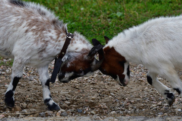 goats grazing the grass and fighting on the meadow 