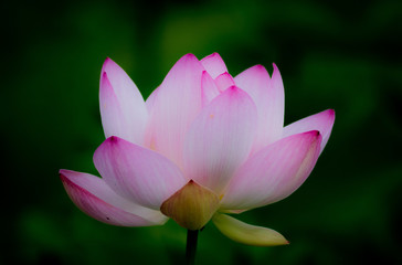 Lotus Flower