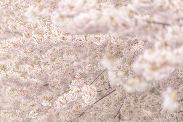 Cherry Blossoms