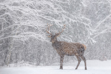 One Snow-Covered Red Deer (Cervus Elaphus) With Beautiful Horns Stands Sideways Against A Snowy Forest And Snowflakes. Red Deer ( Cervidae ) During A Heavy Snowfall With Poor Visibility. Let it snow - 170100935