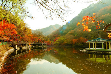 Fototapeta na wymiar Beautiful autumn leaves of Naejangsan.