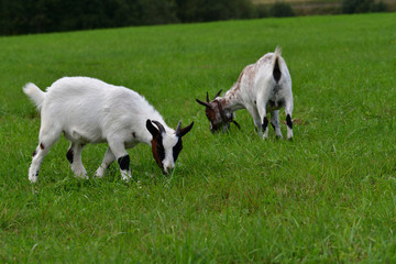 Obraz premium goats grazing the grass and fighting on the meadow 