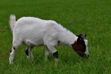 goats grazing the grass and fighting on the meadow 