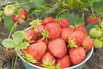 Bowl with beautiful fresh strawberries on the ground.