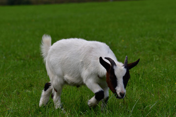 Obraz premium goats grazing the grass and fighting on the meadow 