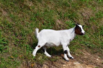 goats grazing the grass and fighting on the meadow 