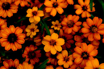 Orange Flowers