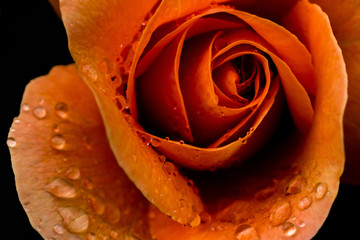 Orange Rose