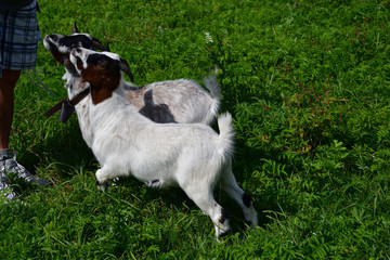 Naklejka na ściany i meble goats grazing the grass and fighting on the meadow 