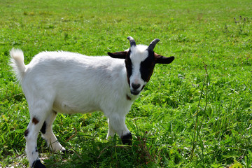 goats grazing the grass and fighting on the meadow 