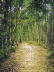 Fototapeta na wymiar Crayon Drawing; Trail at the World Heritage Forest Kumano Kodo, Wakayama Prefecture, Japan, May, 2012