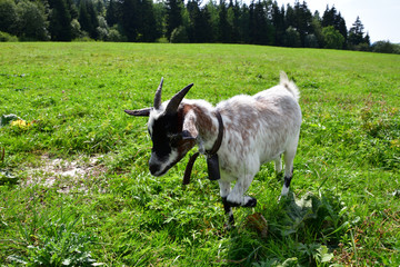 goats grazing the grass and fighting on the meadow 