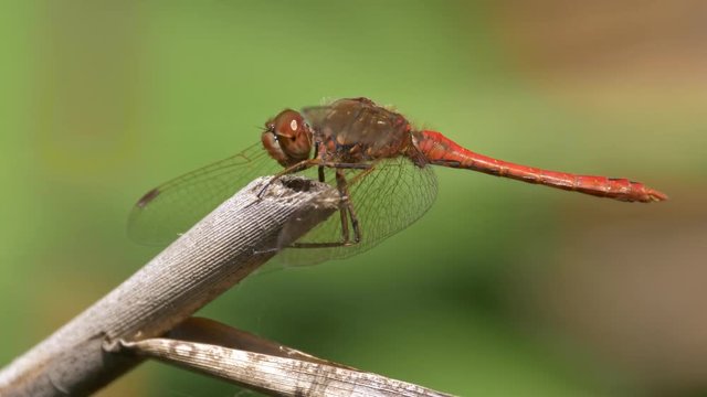 Vagrant darter (Sympetrum vulgatum)
