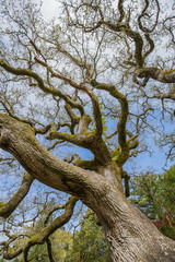 Fototapeta na wymiar tree with line